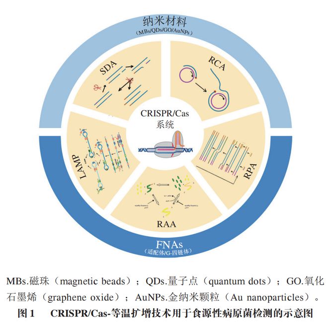 《食品科學》:東北農(nóng)業(yè)大學張微副研究員等:CRISPRCas-等溫擴增技術(shù)在食源性病原菌檢測中的研究進展(圖2)