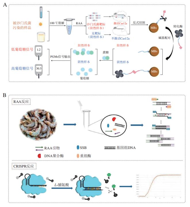 《食品科學》:東北農(nóng)業(yè)大學張微副研究員等:CRISPRCas-等溫擴增技術(shù)在食源性病原菌檢測中的研究進展(圖5)