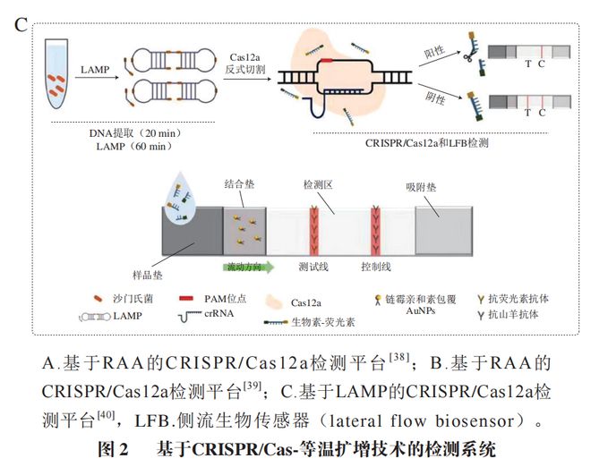 《食品科學》:東北農(nóng)業(yè)大學張微副研究員等:CRISPRCas-等溫擴增技術(shù)在食源性病原菌檢測中的研究進展(圖6)