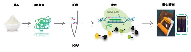 一文讓你輕松讀懂CRISPR檢測技術(shù)原理(圖4)