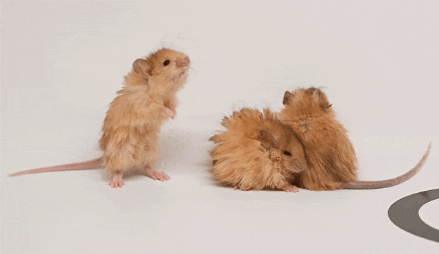 世界首次！喬治·丘奇團(tuán)隊(duì)“復(fù)活”已滅絕一萬(wàn)多年的“冰原狼”計(jì)劃2028年復(fù)活猛犸象(圖5)