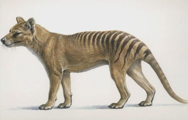 世界首次！喬治·丘奇團(tuán)隊(duì)“復(fù)活”已滅絕一萬(wàn)多年的“冰原狼”計(jì)劃2028年復(fù)活猛犸象(圖8)