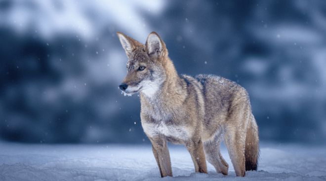 世界首次！喬治·丘奇團(tuán)隊(duì)“復(fù)活”已滅絕一萬(wàn)多年的“冰原狼”計(jì)劃2028年復(fù)活猛犸象(圖9)