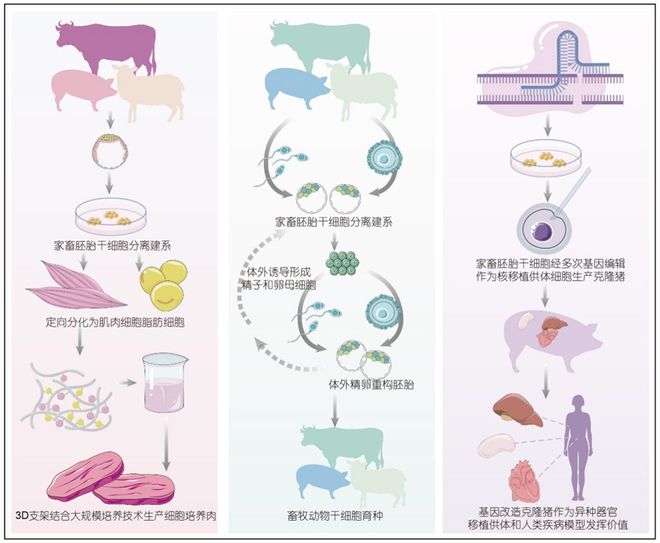 科學通報豬多能干細胞與基因編輯技術創(chuàng)新及應用(圖1)