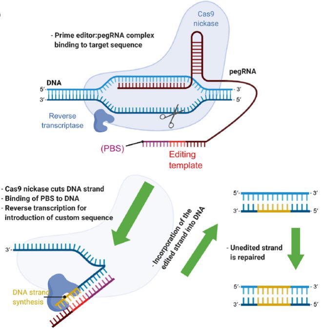 Cell｜CRISPR基因編輯技術的過去、現(xiàn)在和未來(圖5)
