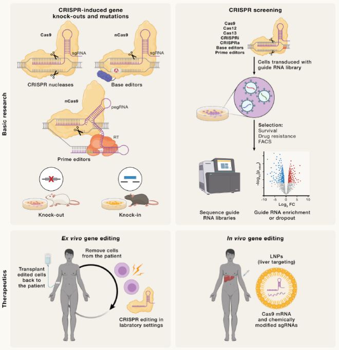 Cell｜CRISPR基因編輯技術的過去、現(xiàn)在和未來(圖6)