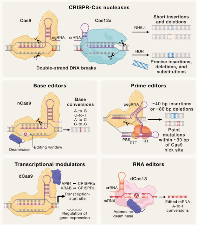Cell｜CRISPR基因編輯技術的過去、現(xiàn)在和未來(圖4)